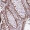 Ribosomal Protein L7 antibody, NBP2-34111, Novus Biologicals, Immunohistochemistry paraffin image 