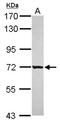 Grainyhead Like Transcription Factor 1 antibody, NBP2-16744, Novus Biologicals, Western Blot image 