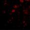 VGF Nerve Growth Factor Inducible antibody, GTX85398, GeneTex, Immunohistochemistry paraffin image 