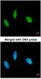 Putative RNA-binding protein 15 antibody, NBP1-31364, Novus Biologicals, Immunofluorescence image 