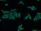 UPF3A Regulator Of Nonsense Mediated MRNA Decay antibody, 17114-1-AP, Proteintech Group, Immunofluorescence image 
