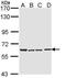 Cholinergic Receptor Nicotinic Alpha 4 Subunit antibody, PA5-29791, Invitrogen Antibodies, Western Blot image 