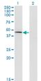 Carboxypeptidase A1 antibody, MA5-18634, Invitrogen Antibodies, Western Blot image 