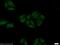 POM121 antibody, 15645-1-AP, Proteintech Group, Immunofluorescence image 