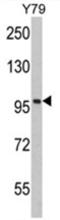 KPNB1 antibody, AP17524PU-N, Origene, Western Blot image 