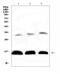 Hemoglobin subunit delta antibody, A01076, Boster Biological Technology, Western Blot image 