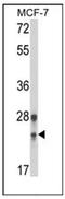 Psf1 antibody, AP51842PU-N, Origene, Western Blot image 