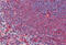Dishevelled Binding Antagonist Of Beta Catenin 2 antibody, MBS243370, MyBioSource, Immunohistochemistry frozen image 