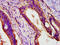 Peroxisomal Biogenesis Factor 26 antibody, CSB-PA767196LA01HU, Cusabio, Immunohistochemistry frozen image 