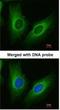 Prostaglandin F synthase antibody, NBP1-31378, Novus Biologicals, Immunofluorescence image 