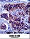 Zinc Finger DHHC-Type Containing 24 antibody, 57-097, ProSci, Immunohistochemistry frozen image 