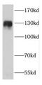 Coiled-Coil And C2 Domain Containing 1A antibody, FNab01335, FineTest, Western Blot image 