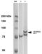 Heat Shock Transcription Factor 1 antibody, orb151126, Biorbyt, Western Blot image 