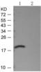 OP18 antibody, TA323947, Origene, Western Blot image 