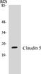 Claudin 5 antibody, EKC1122, Boster Biological Technology, Western Blot image 