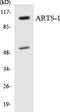 A-LAP antibody, LS-C200152, Lifespan Biosciences, Western Blot image 