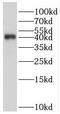 Serpin Family B Member 9 antibody, FNab07749, FineTest, Western Blot image 