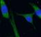 RAB4A, Member RAS Oncogene Family antibody, FNab07037, FineTest, Immunofluorescence image 
