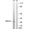 Mitochondrial Ribosomal Protein L16 antibody, A14457, Boster Biological Technology, Western Blot image 
