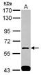 SH3 domain-binding protein 1 antibody, GTX115734, GeneTex, Western Blot image 