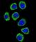 Protocadherin Beta 3 antibody, abx026623, Abbexa, Western Blot image 