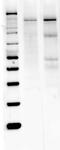 Nitric Oxide Synthase 1 antibody, PA3-032A, Invitrogen Antibodies, Western Blot image 