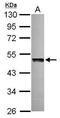 UBA Domain Containing 1 antibody, PA5-31698, Invitrogen Antibodies, Western Blot image 