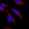 Claspin antibody, AF3310, R&D Systems, Immunocytochemistry image 