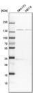 Fibronectin Type III Domain Containing 3B antibody, HPA007859, Atlas Antibodies, Western Blot image 