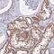 Zinc Finger Protein 483 antibody, NBP2-31592, Novus Biologicals, Immunohistochemistry paraffin image 