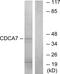 Cell Division Cycle Associated 7 antibody, PA5-38867, Invitrogen Antibodies, Western Blot image 