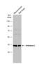 Zebrin II antibody, NBP2-15346, Novus Biologicals, Western Blot image 
