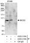 BICD Cargo Adaptor 2 antibody, A303-319A, Bethyl Labs, Immunoprecipitation image 