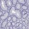Trefoil factor 3 antibody, HPA035464, Atlas Antibodies, Immunohistochemistry frozen image 