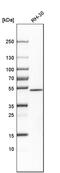 Sorting Nexin Family Member 30 antibody, PA5-53974, Invitrogen Antibodies, Western Blot image 