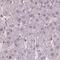 Dynein Axonemal Heavy Chain 12 antibody, NBP2-38845, Novus Biologicals, Western Blot image 