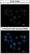 Structural Maintenance Of Chromosomes 1B antibody, GTX111941, GeneTex, Immunofluorescence image 