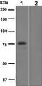 Fli-1 Proto-Oncogene, ETS Transcription Factor antibody, ab133485, Abcam, Western Blot image 