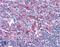 Neuregulin 3 antibody, 46-691, ProSci, Western Blot image 