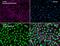 Histone Deacetylase 2 antibody, PA1-861, Invitrogen Antibodies, Immunofluorescence image 
