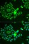 NADH dehydrogenase [ubiquinone] iron-sulfur protein 4, mitochondrial antibody, LS-C748565, Lifespan Biosciences, Immunofluorescence image 