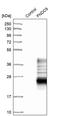 Fibronectin Type III Domain Containing 9 antibody, PA5-52792, Invitrogen Antibodies, Western Blot image 