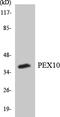 Peroxisomal Biogenesis Factor 10 antibody, LS-C200482, Lifespan Biosciences, Western Blot image 