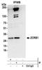 Zinc Finger CCHC-Type And RNA Binding Motif Containing 1 antibody, NBP2-37757, Novus Biologicals, Western Blot image 