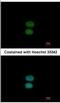 EF-Hand Domain Containing 2 antibody, NBP2-16279, Novus Biologicals, Immunocytochemistry image 