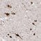 Pro-MCH antibody, HPA061884, Atlas Antibodies, Immunohistochemistry frozen image 