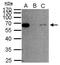 HsMAD2 antibody, GTX111131, GeneTex, Immunoprecipitation image 