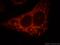 Family With Sequence Similarity 117 Member B antibody, 21768-1-AP, Proteintech Group, Immunofluorescence image 