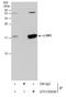 LSM1 Homolog, MRNA Degradation Associated antibody, GTX130240, GeneTex, Immunoprecipitation image 