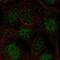 Coiled-Coil Domain Containing 63 antibody, PA5-66403, Invitrogen Antibodies, Immunofluorescence image 